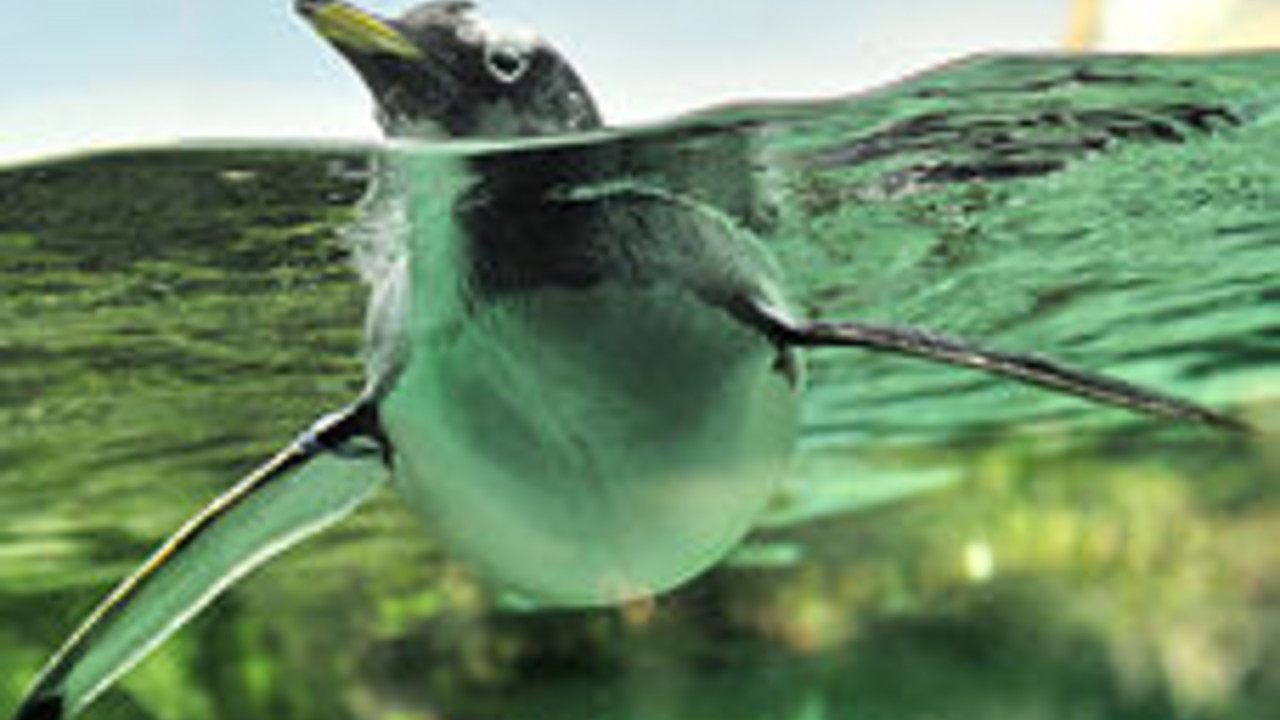 Pinguin