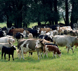 Kuhherde; Bild: dpa