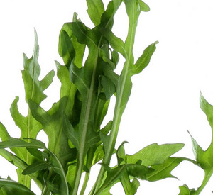 Rucola-Salat; Bild: dpa