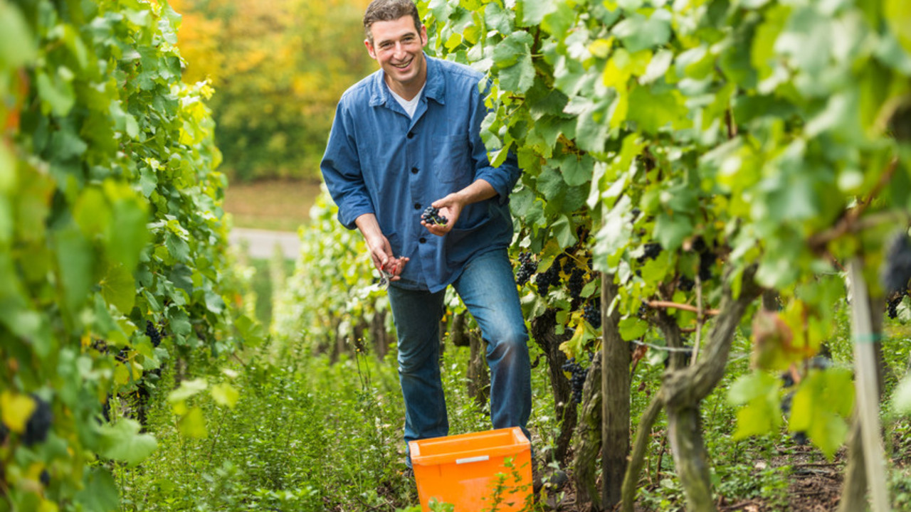 Winzer im Weinberg