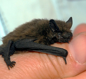 Fledermaus; Bild: dpa
