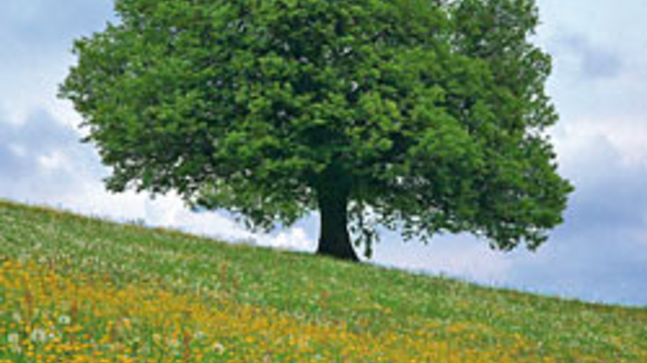 Elsbeere auf einer Wiese; Bild: rlp-Archiv