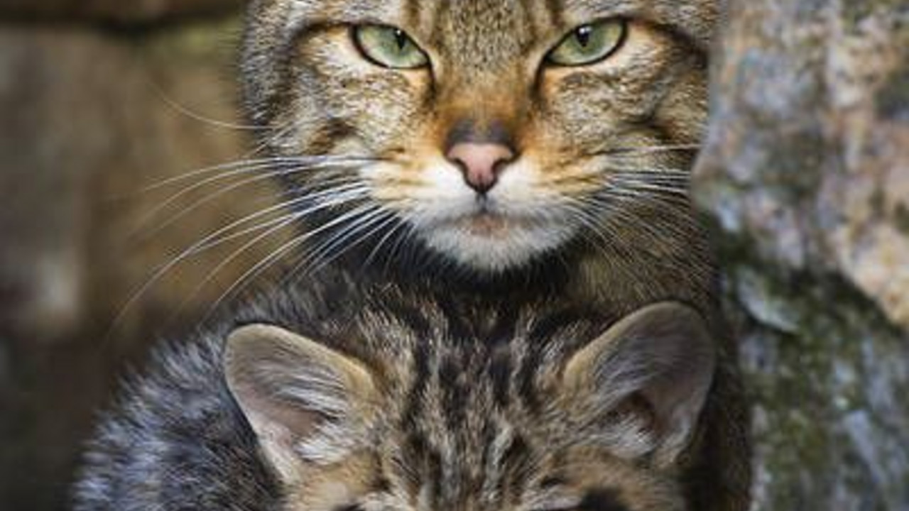 Wildkatzen; Bild: rlp-Archiv