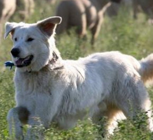 Für Herdenschutzhunde setzt sich der Preisträgerverein  „Tier und Mensch – Hilfe für Herdenschutzhunde“ aus Erbes-Büdesheim ein; Bild: dpa