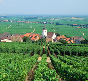 Weinberge bei Weyher; Bild: dpa