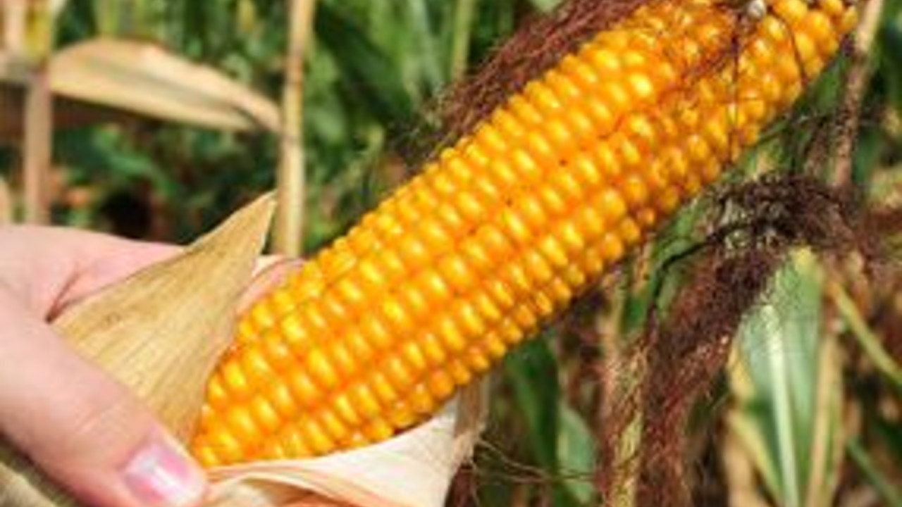 Der österreichische Landwirtschaftsminister Andrä Rupprechter und die rheinland-pfälzische Landwirtschaftsministerin Ulrike Höfken waren sich einig in der Ablehnung des Anbaus gentechnisch veränderter Pflanzen; Bild: dpa