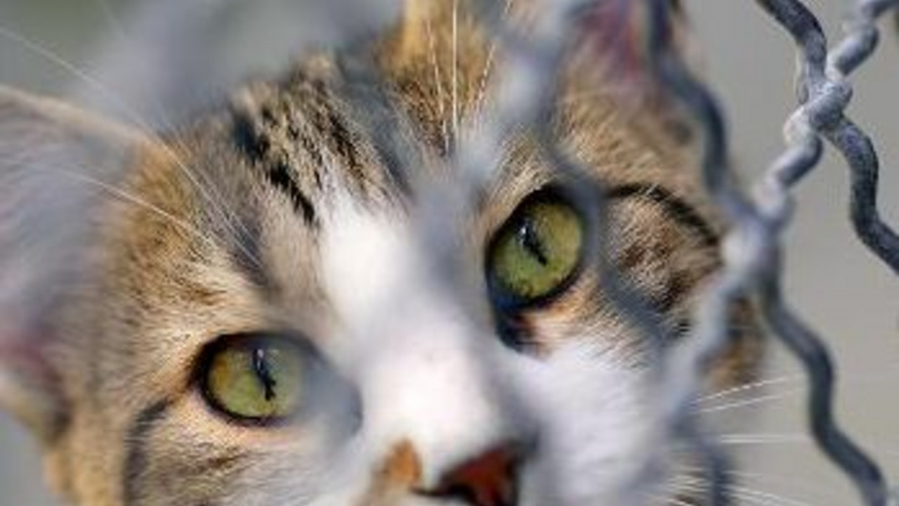Katze hinter Gitter; Bild: dpa
