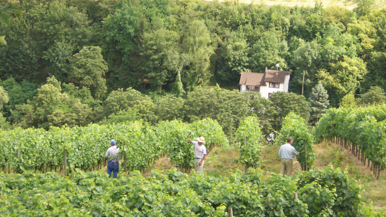 Die Änderungen im Mindestlohngesetz kommen der Landwirtschaft zugute