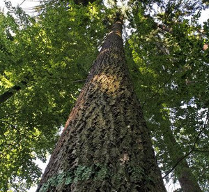 Douglasie im Pfälzerwald; Bild: dpa