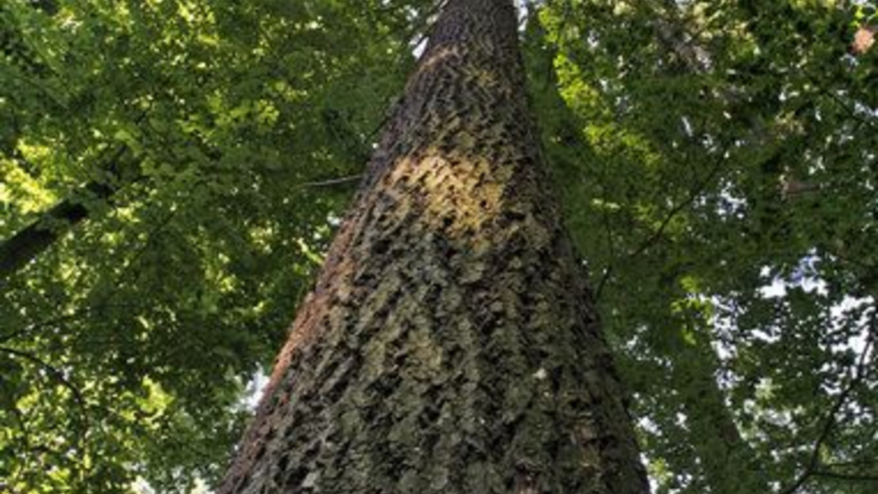 Douglasie im Pfälzerwald; Bild: dpa