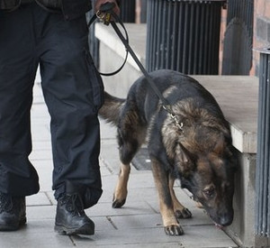 Spürhund bei der Arbeit; Bild: dpa (Archiv)