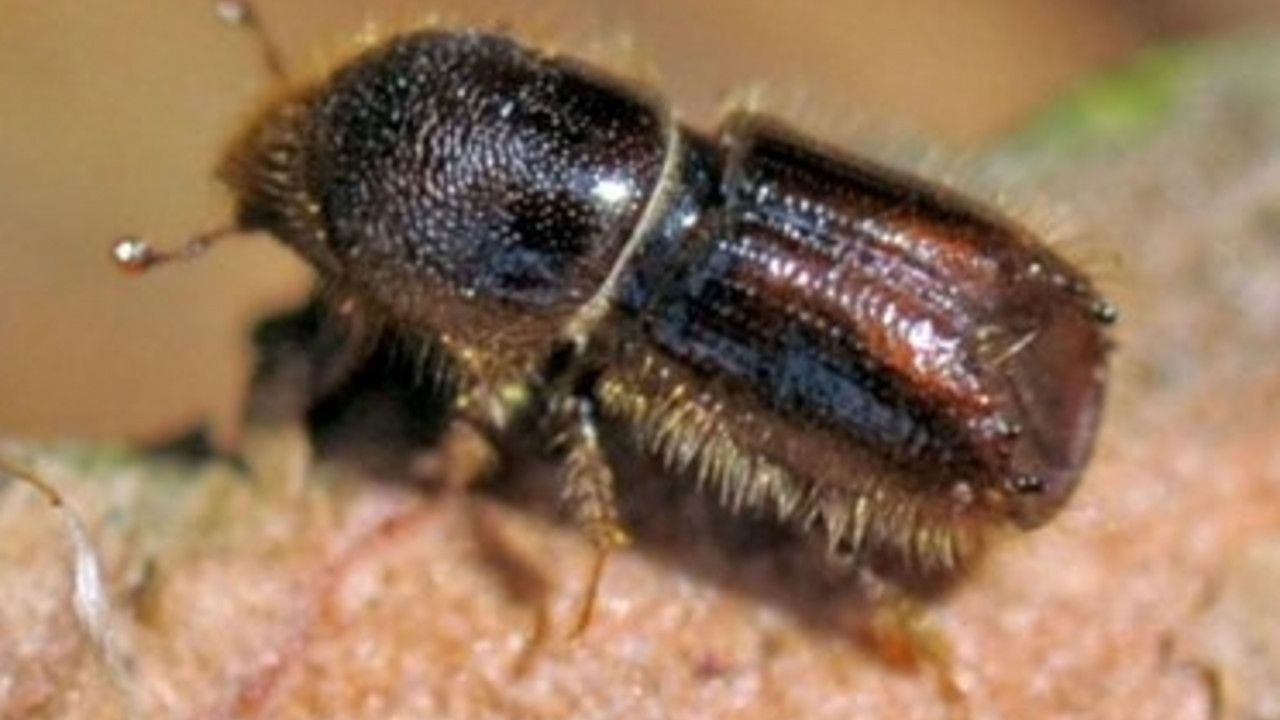 Borkenkäfer; Bild: dpa