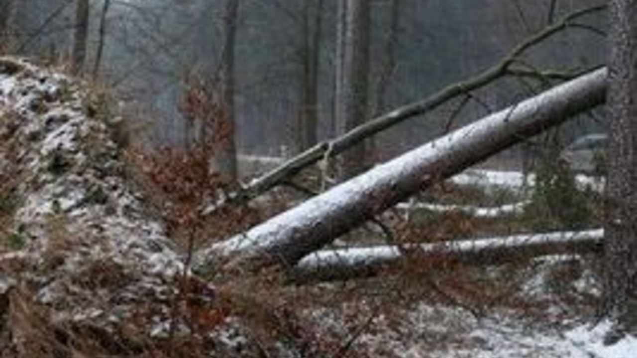 Von einem Waldspaziergang rät Ulrike Höfken wegen Sturmgefahr am Wochenende ab; Bild: dpa
