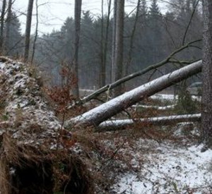 Von einem Waldspaziergang rät Ulrike Höfken wegen Sturmgefahr am Wochenende ab; Bild: dpa