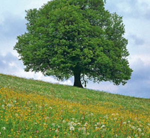 Elsbeere auf einer Wiese; Bild: rlp-Archiv