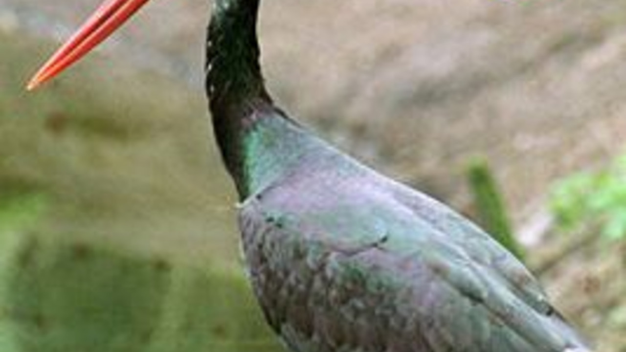 Heimische Arten sollen stärker geschützt werden; Bild: dpa
