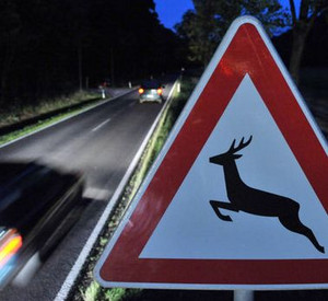 Warnschild für Wildwechsel; Bild:dpa