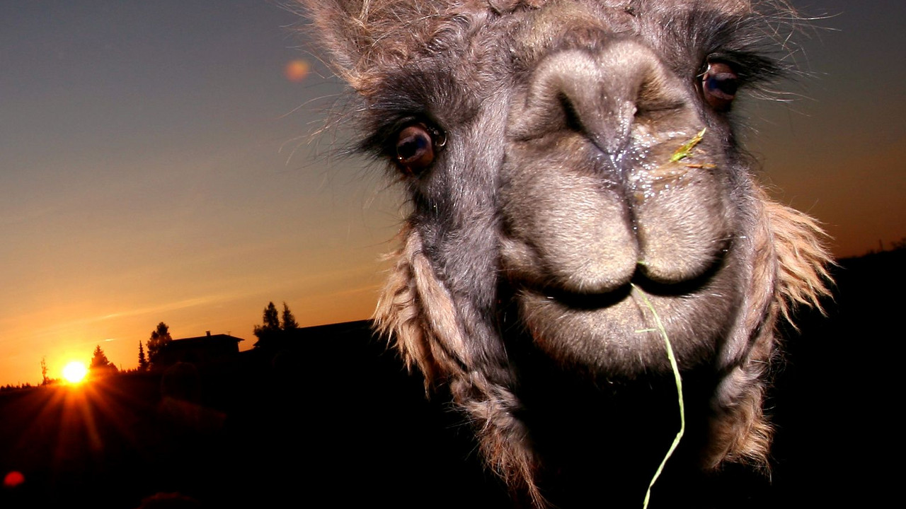 Lama; Bild: RLP