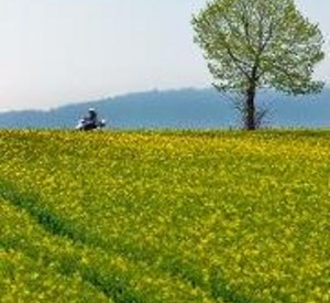 Rapsfeld; Bild: rlp-Archiv