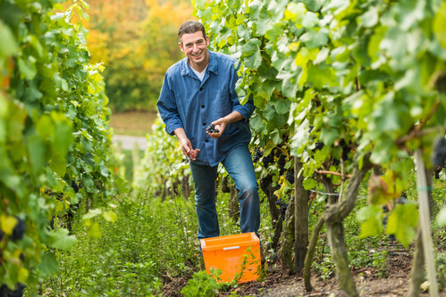 Winzer im Weinberg