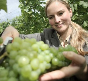 Rheinhessische Weinkönigin Annika Strebel eröffnet Weinlese in Westheim; Bild: dpa