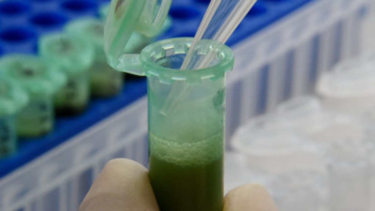 Ziel des RCR ist die Entwicklung innovativer Wege in der Chemie und Verfahrenstechnik, um biogene Rohstoffe in Wertstoffe umzuwandeln; Bild: dpa