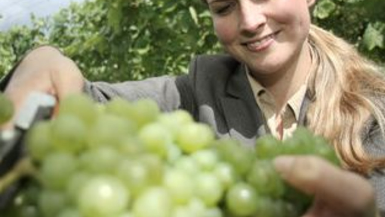 Rheinhessische Weinkönigin Annika Strebel eröffnet Weinlese in Westheim; Bild: dpa