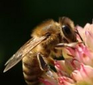 Biene auf Blüte; Bild: rlp archiv