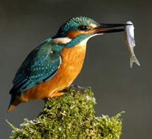 Eisvogel; Bild: rlp-Archiv
