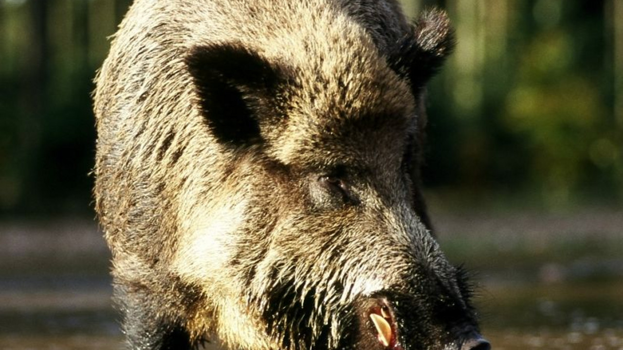 Wildschwein; Bild: mulewf