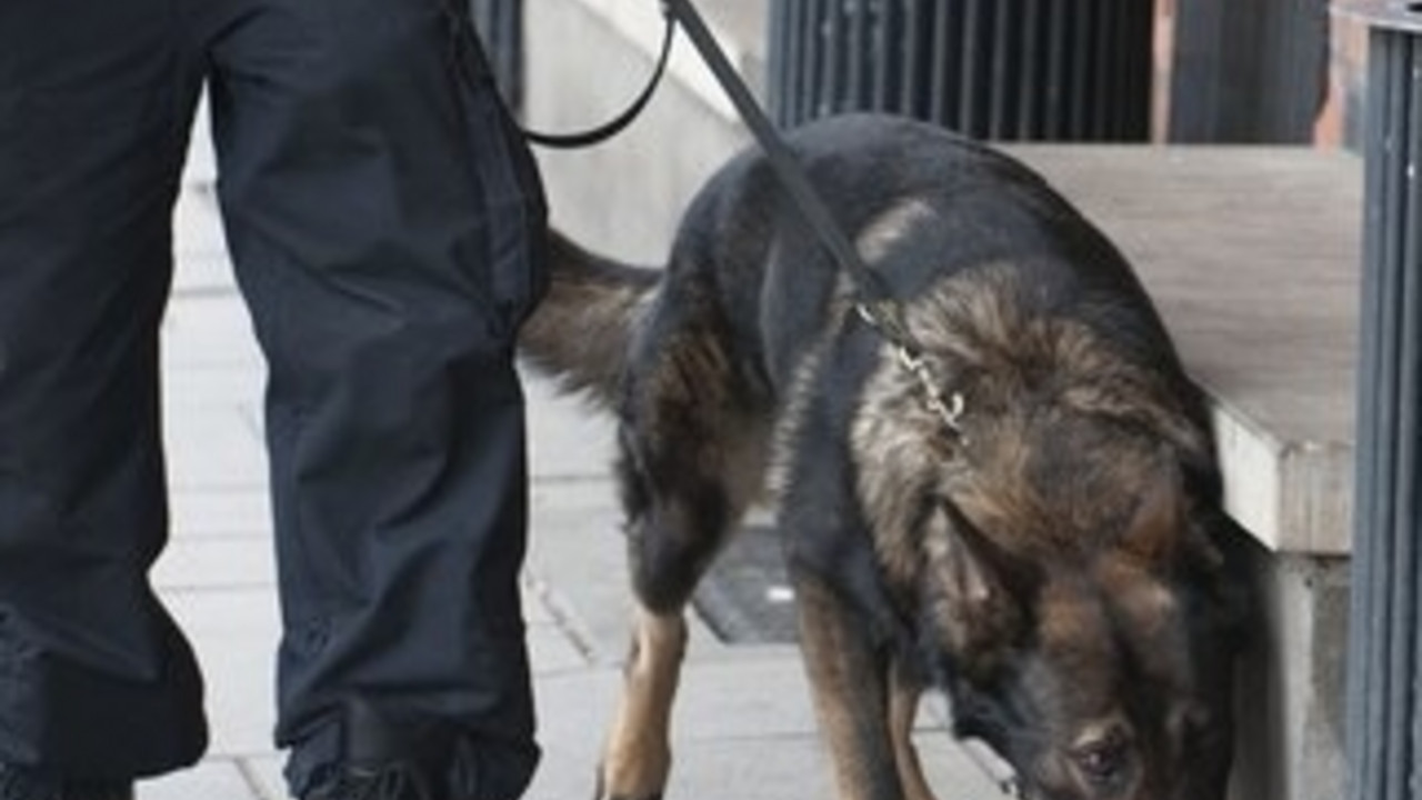 Spürhund bei der Arbeit; Bild: dpa (Archiv)