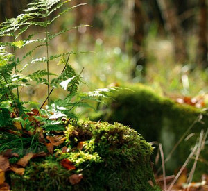 Stein mit Moos bewachsen; Bild: Rheinland-Pfalz Tourismus
