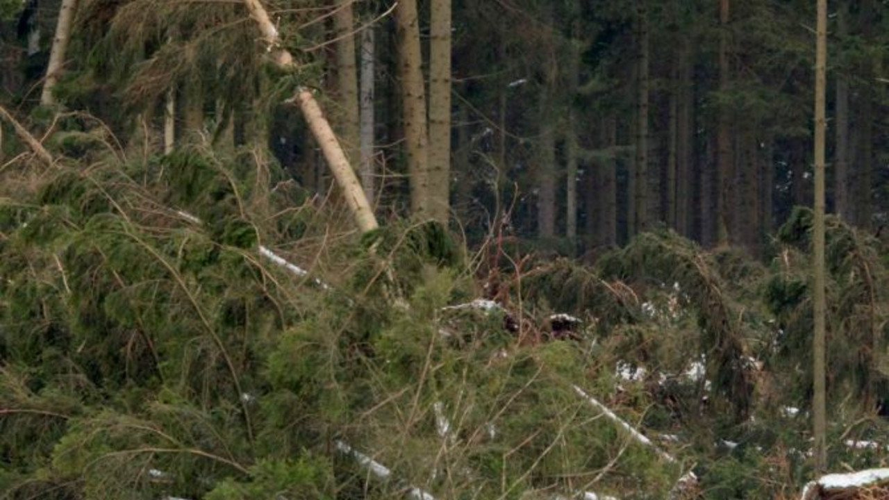 emtwurzelte Bäume; Bild: dpa