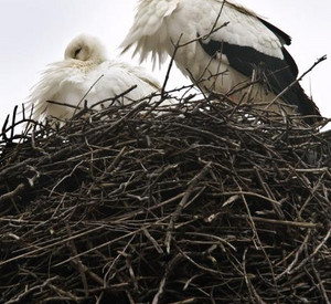 Störche im Nest; Bild: dpa