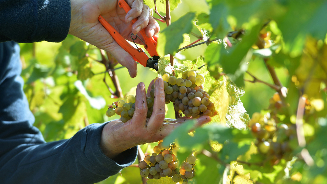 Weinlese