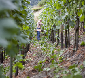 Winzer beim Weinverschnitt; Bild: rlp-Archiv