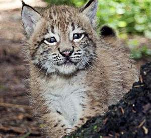 Luchsbaby im Eifelpark; Bild: dpa
