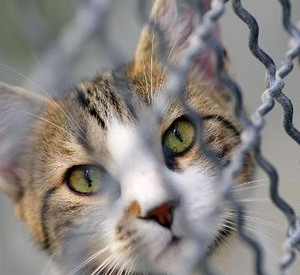 Katze hinter Gitter; Bild: dpa