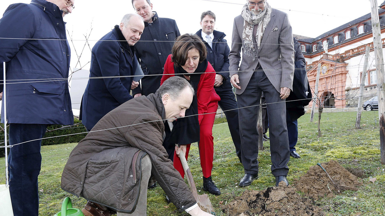 Ministerpräsidentin Malu Dreyer hat einen Rebstock im Mainzer Prominenten-Weinberg unterhalb der Zitadelle gepflanzt; 