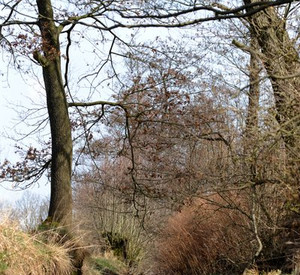 Die Auwälder am Rhein sollen besonders geschützt werden; Bild: Dpa
