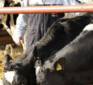 Landwirt mit Kühen; Bild: rlp-Archiv