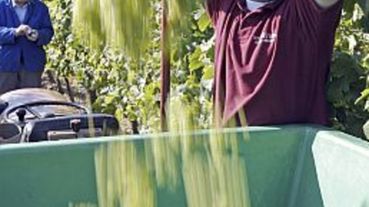 Weinlese in der Pfalz; Bild:stk