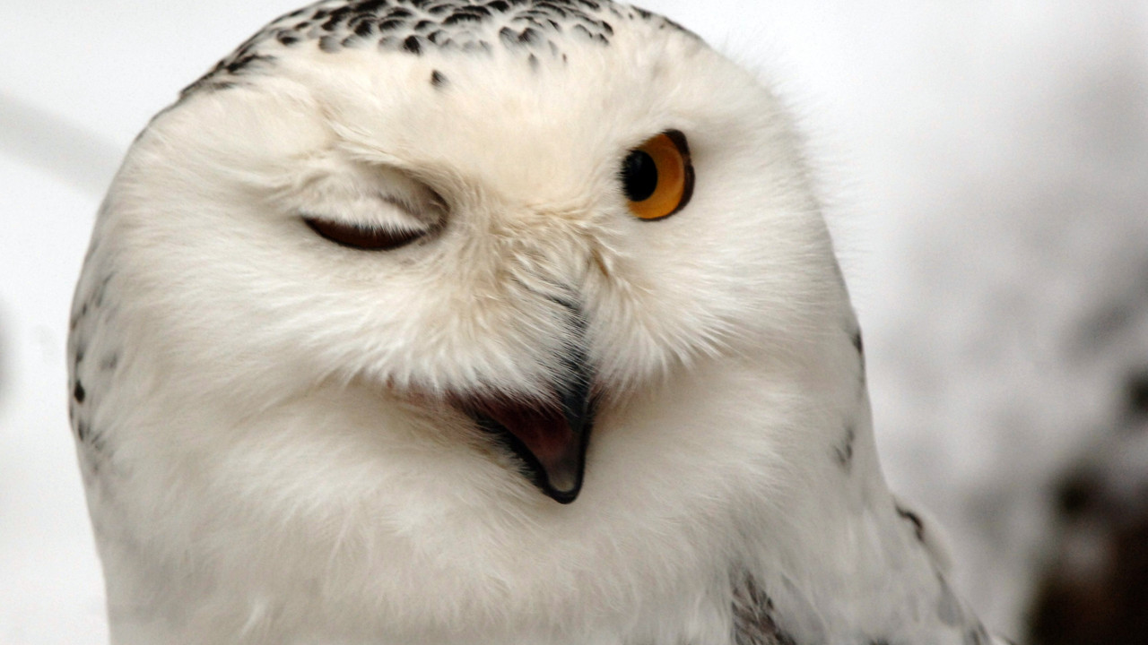 Schneeeule; Bild: dpa