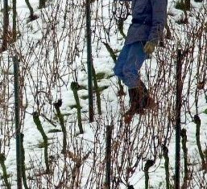 Rebstockschnitt an einem Steilhang in Oppenheim am Rhein; Bild: dpa