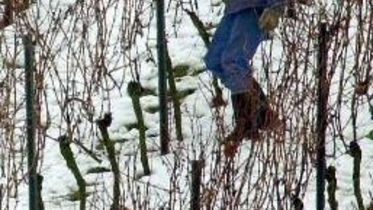 Rebstockschnitt an einem Steilhang in Oppenheim am Rhein; Bild: dpa