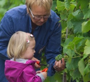 Start der Weinlese in der Pfalz; Bild: dpa