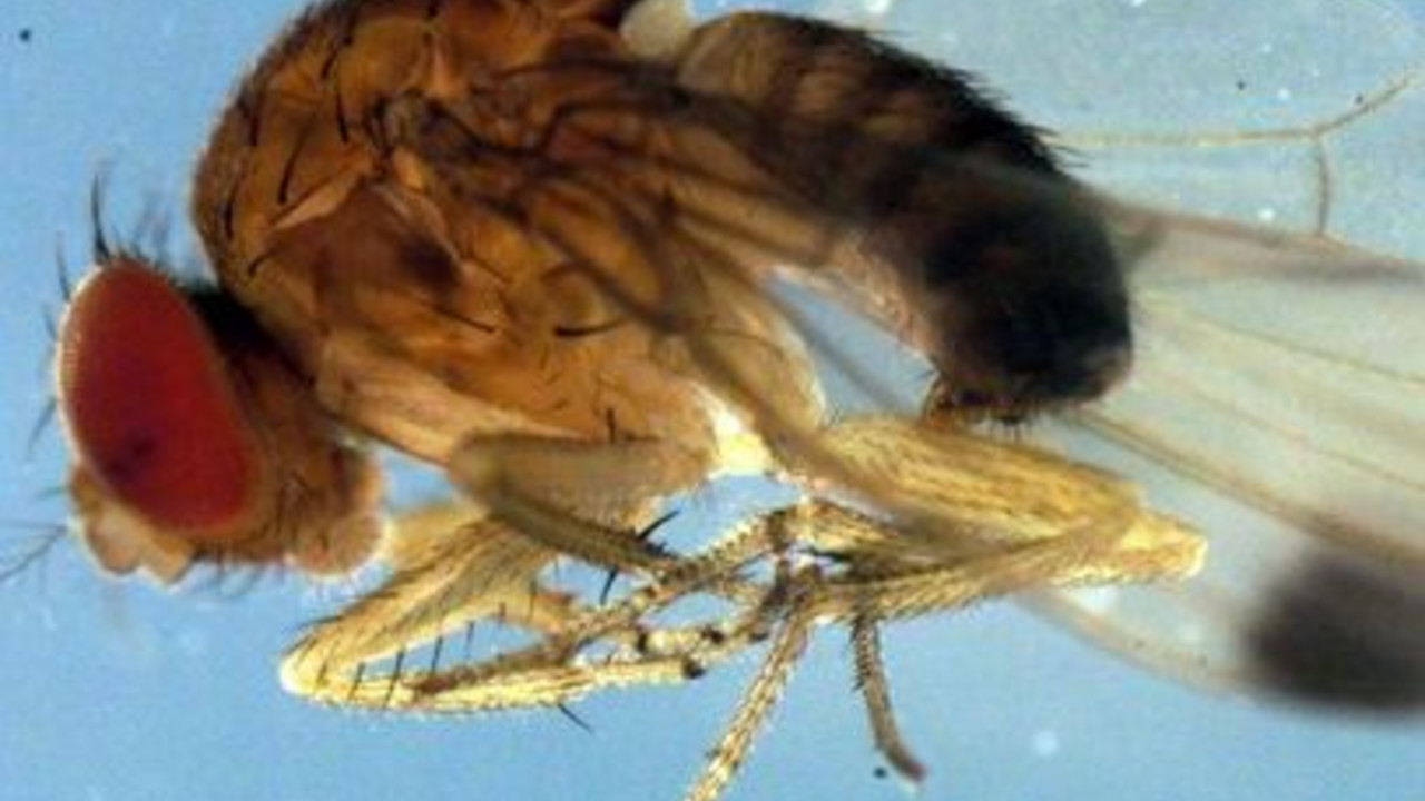 Makroaufnahme von Drosophila suzukii (Kirschessigfliege); Bild: dpa