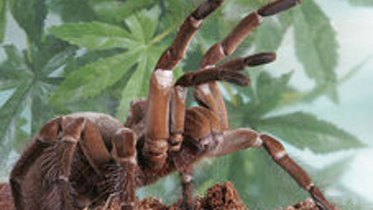 Riesenvogelspinne