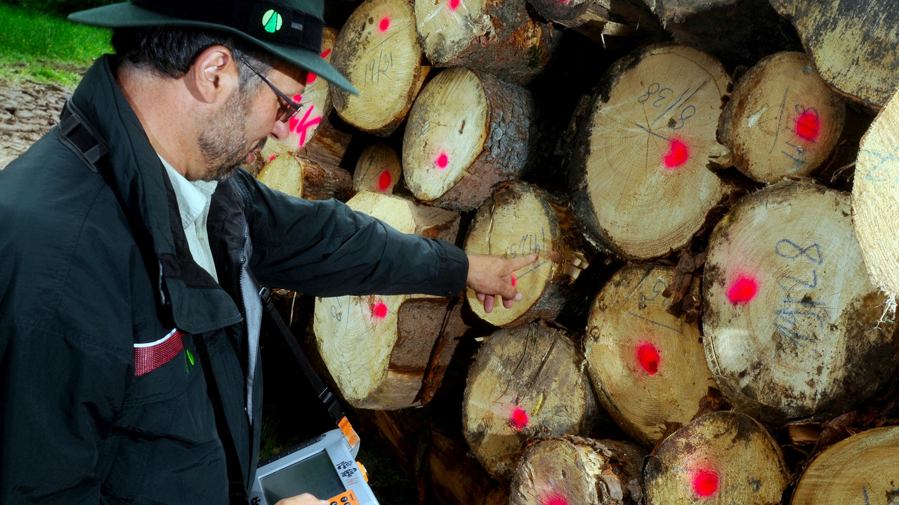 Forstmitarbeiter an einem Holzstapel