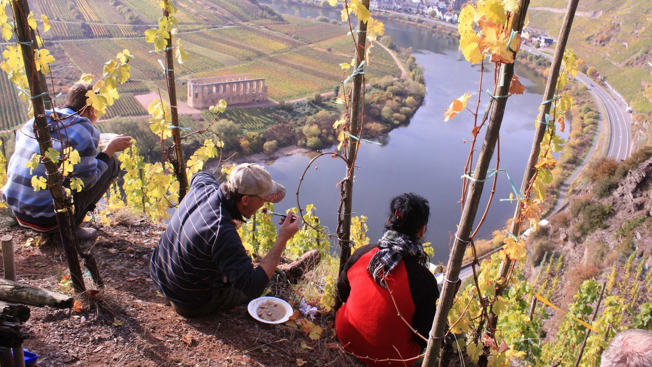 Weinlese, Erntehelfer am Calmont an der Mosel